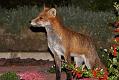 fox_cub_2709070316