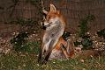 fox_cub_2709070326