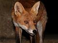 fox_cub_2909070470