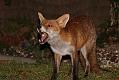fox_cub_2909070476