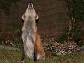 fox_cub_2909070477