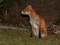 fox_cub_2909070478