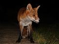 fox_cub_2909070480