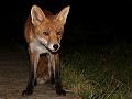 fox_cub_2909070481