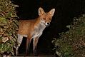 fox_cub_2909070508