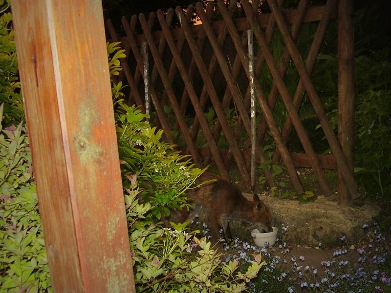 Fox feeding 2