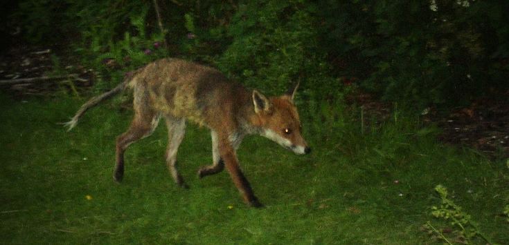 Fox at night