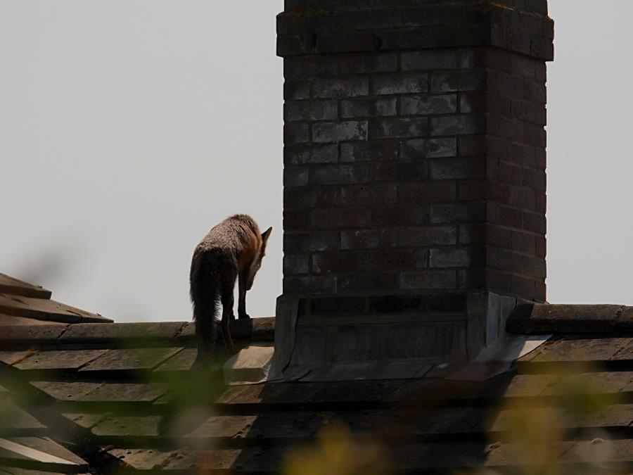 fox_0904078672.jpg