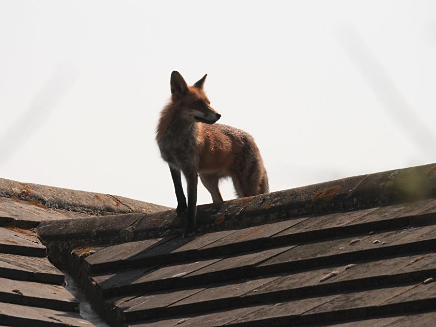 fox_0904078678.jpg