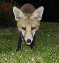 This way for the foxes. Click to enter