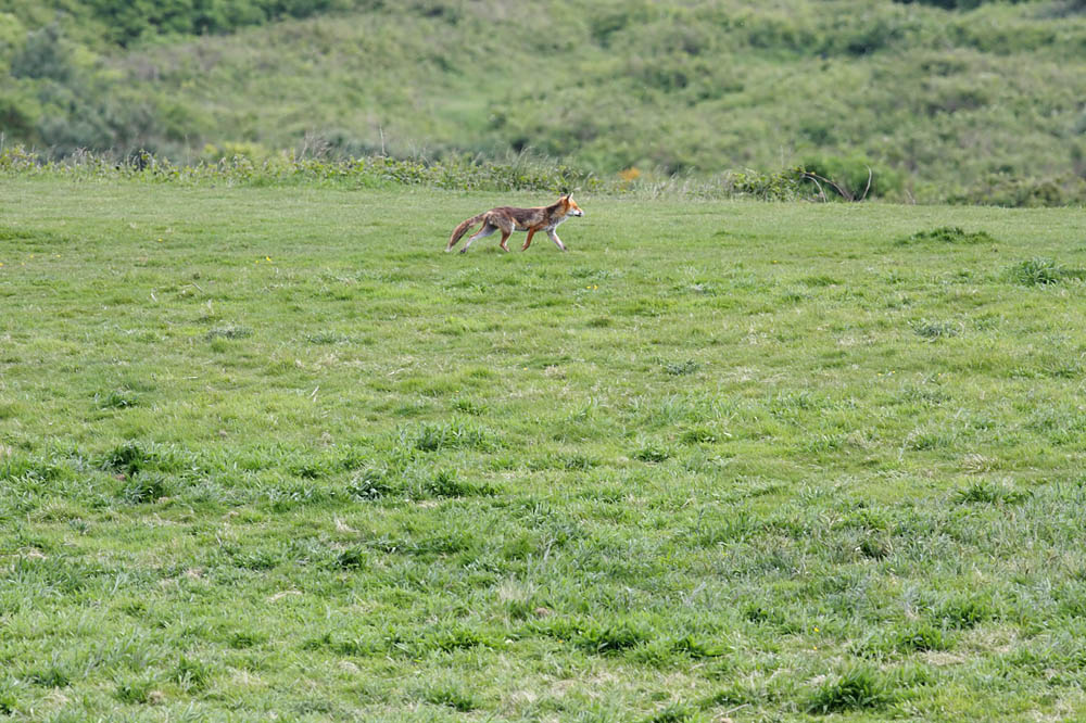 fox_1005091684.jpg