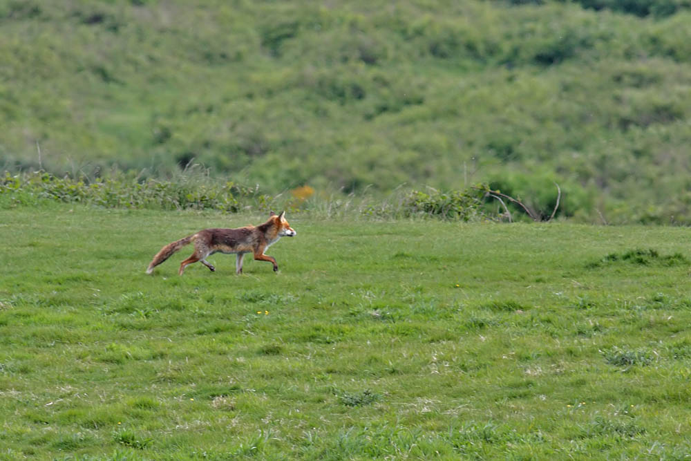 fox_1005091685.jpg