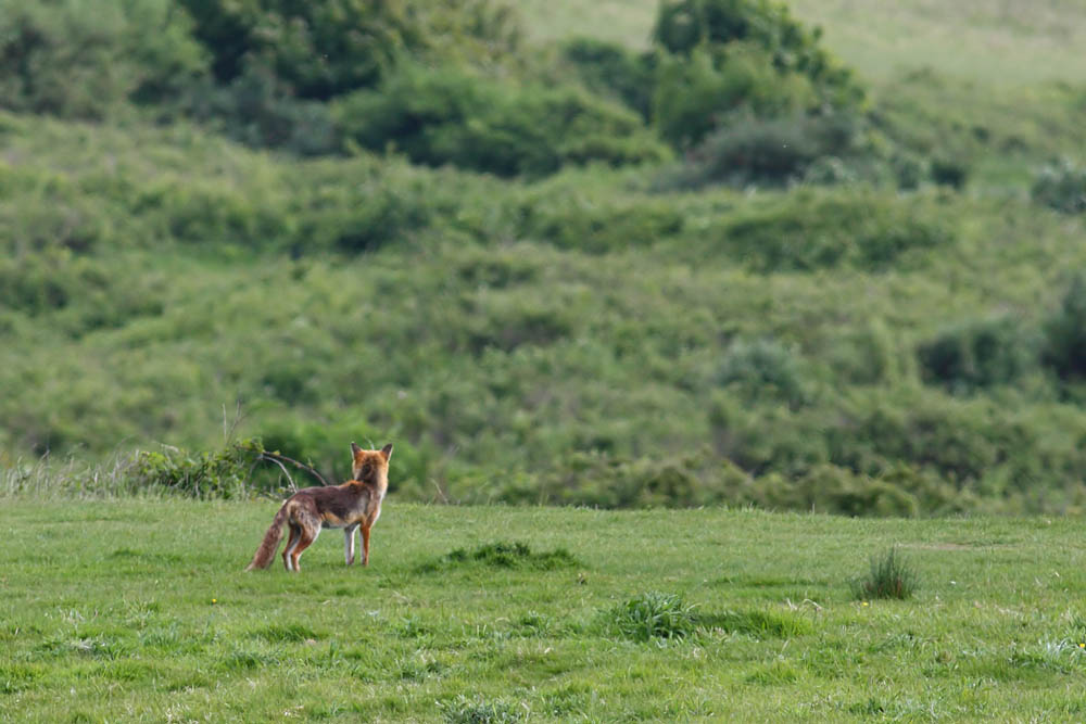 fox_1005091690.jpg