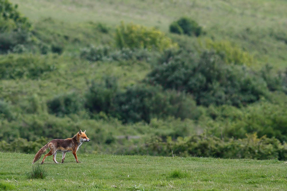 fox_1005091694.jpg