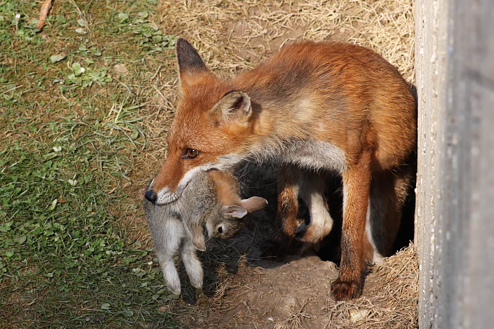 fox_campus_0105090548.jpg
