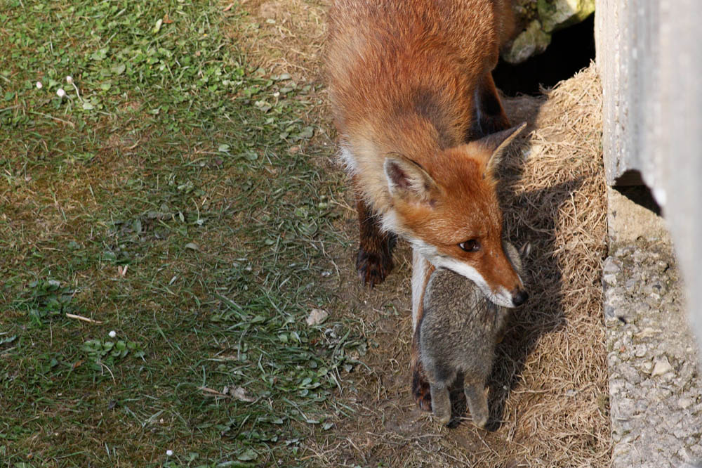 fox_campus_0105090552.jpg