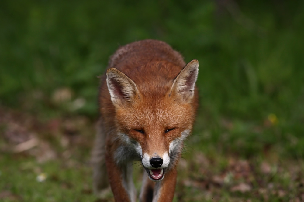 fox_campus_2004090468.jpg