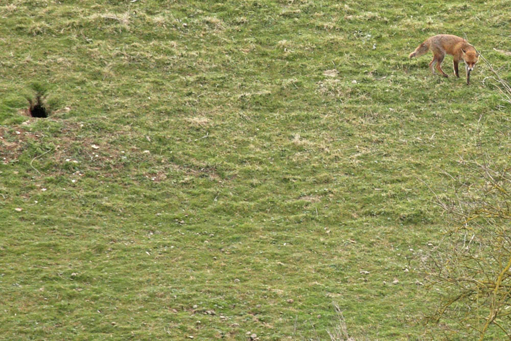 fox_field_2703091715.jpg
