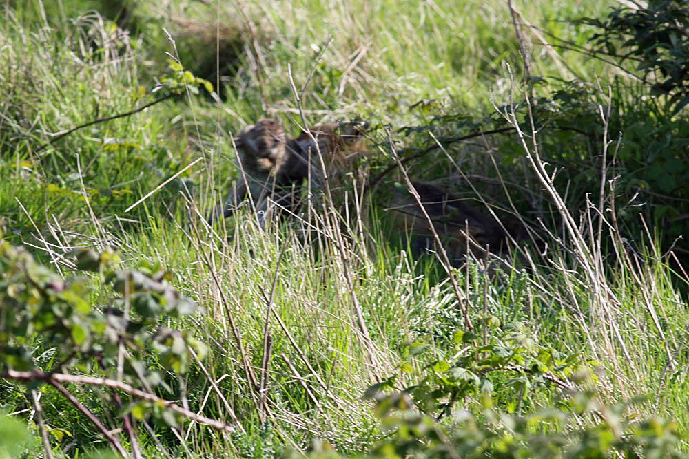 fox_prey_0205090799.jpg