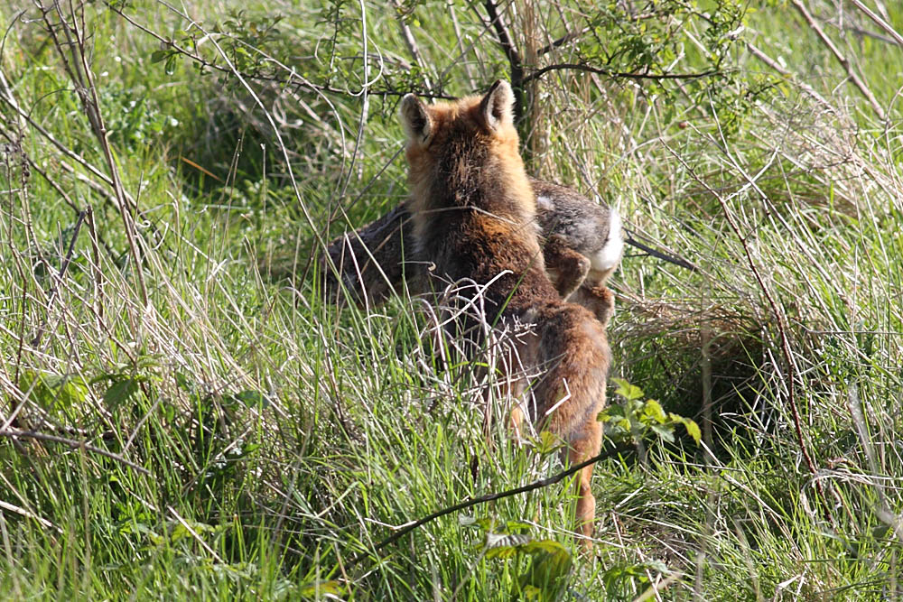 fox_prey_0205090805.jpg