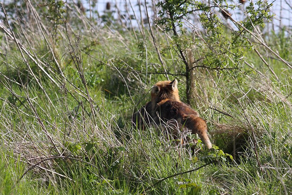 fox_prey_0205090806.jpg