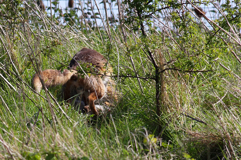 fox_prey_0205090810.jpg