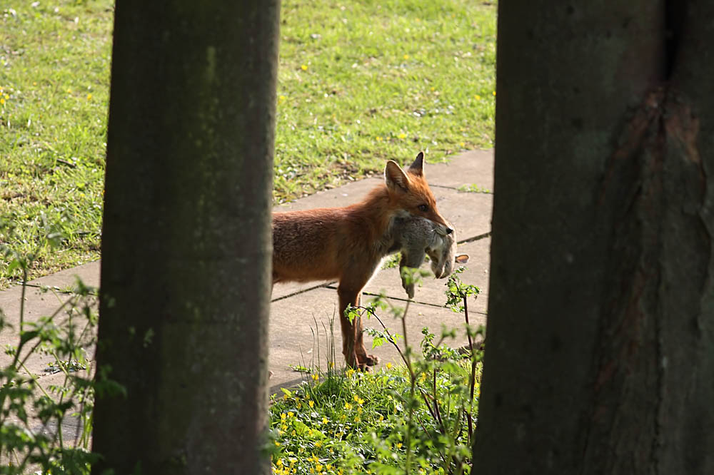 fox_rabbit_campus_2004090400.jpg