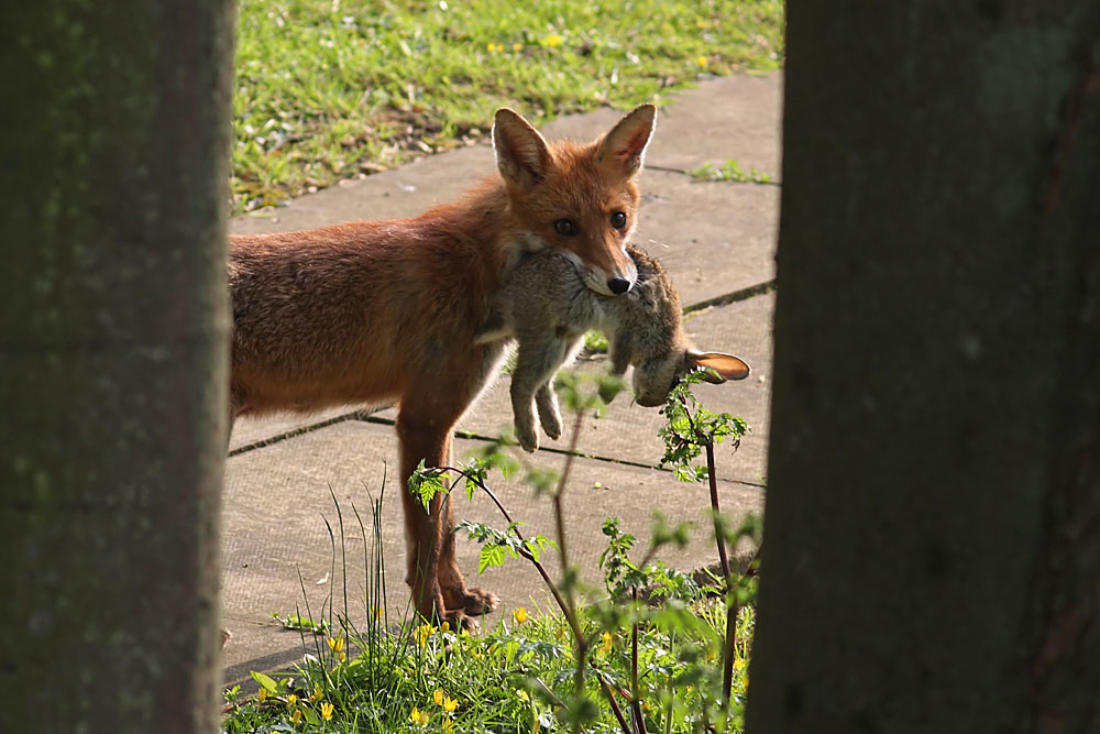 fox_rabbit_campus_2004090402.jpg