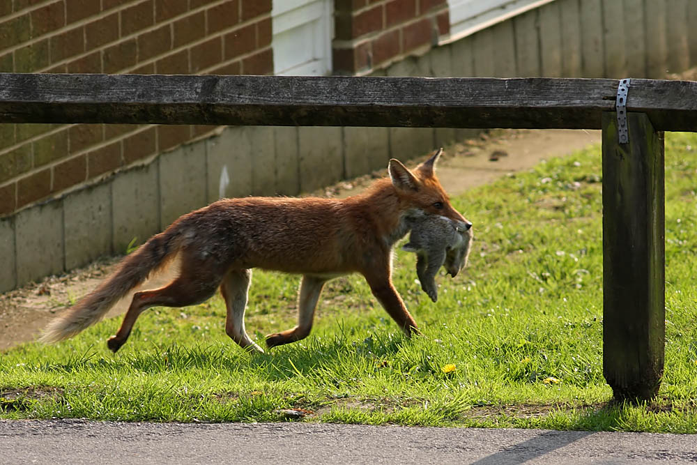 fox_rabbit_campus_2004090404.jpg