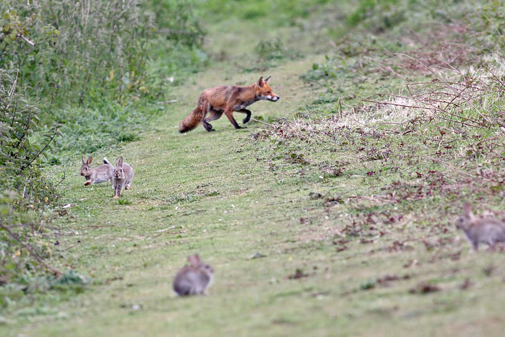fox_vixen_1605092538_a.jpg