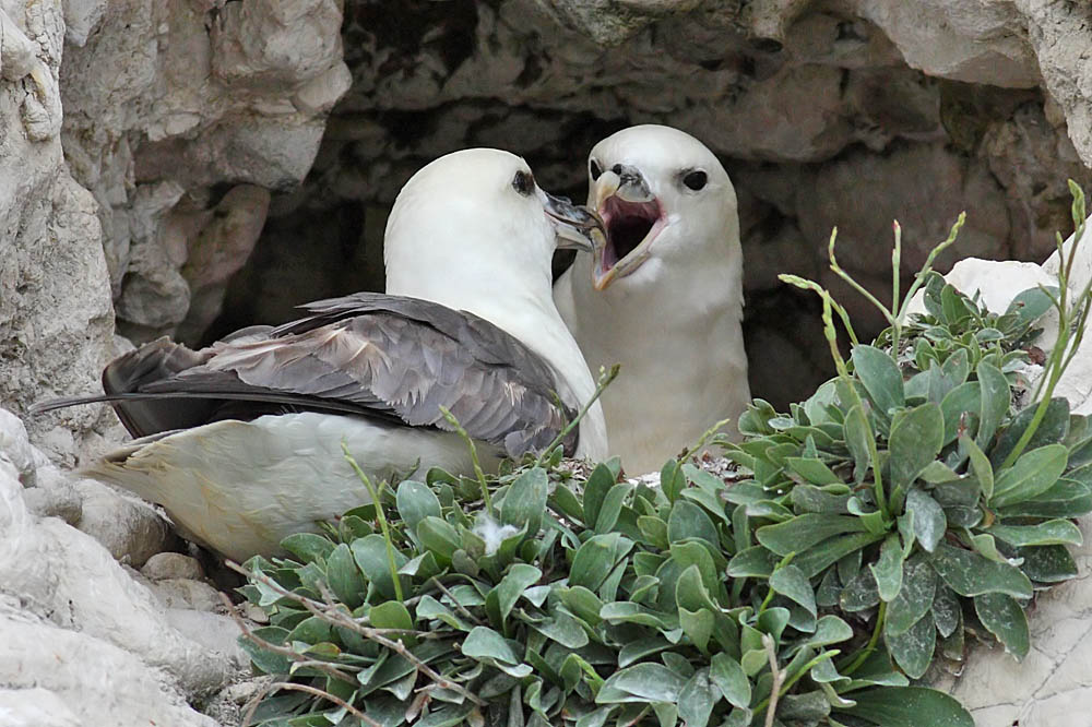 fulmar_0305091134.jpg