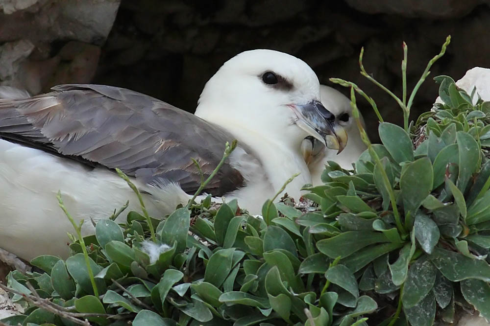 fulmar_0305091166.jpg