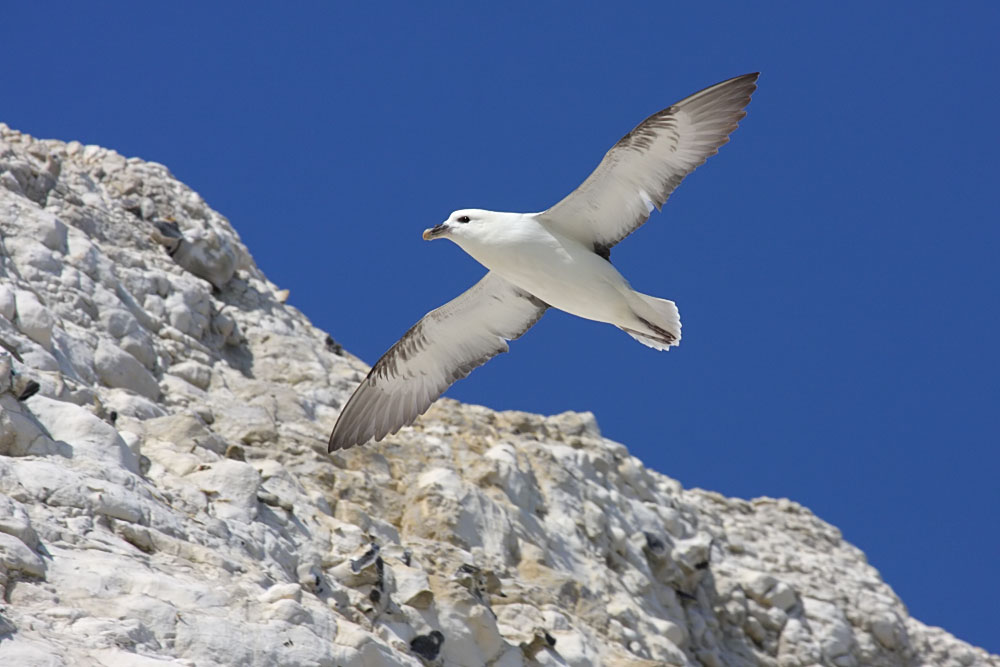 fulmar_0404092936.jpg