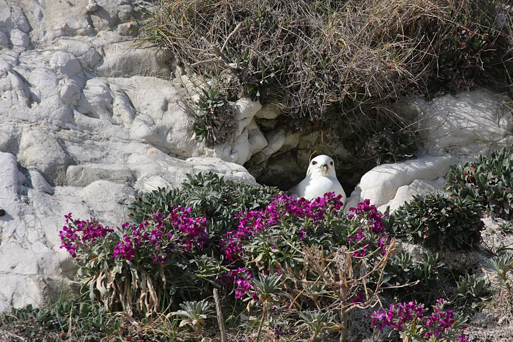 fulmar_0404092944.jpg