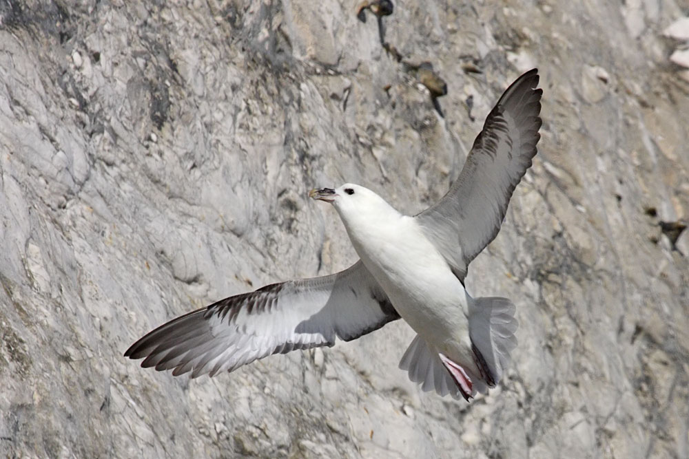 fulmar_0404092996.jpg