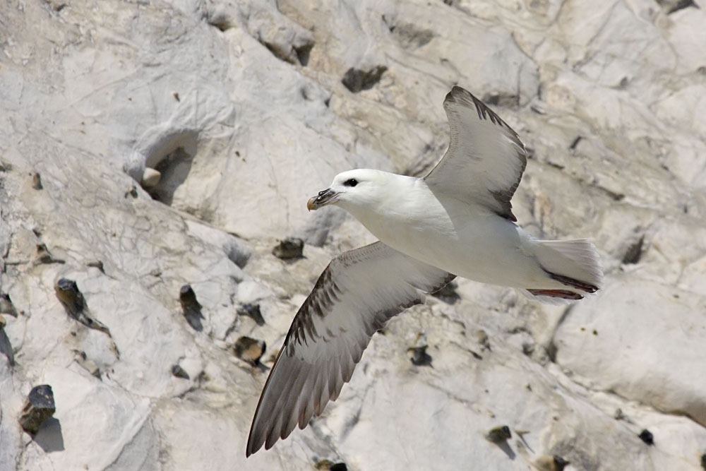 fulmar_0404093008.jpg