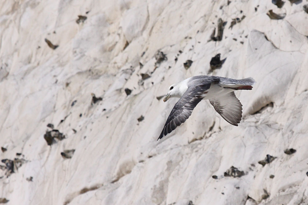 fulmar_0702093131.jpg