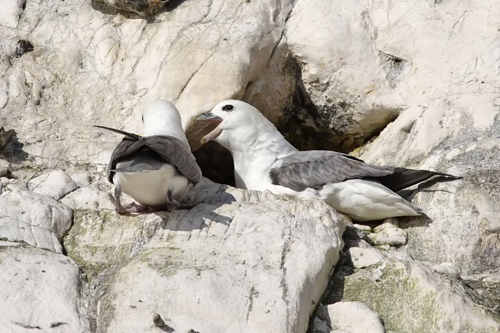 fulmar_0702093170.jpg