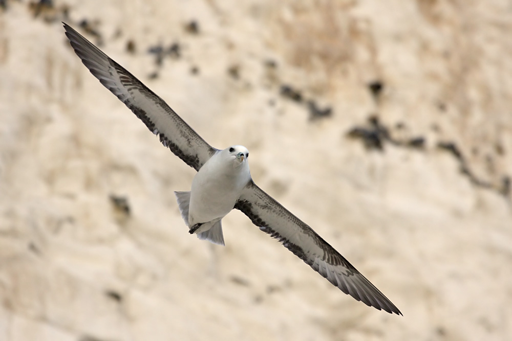 fulmar_0702093259.jpg