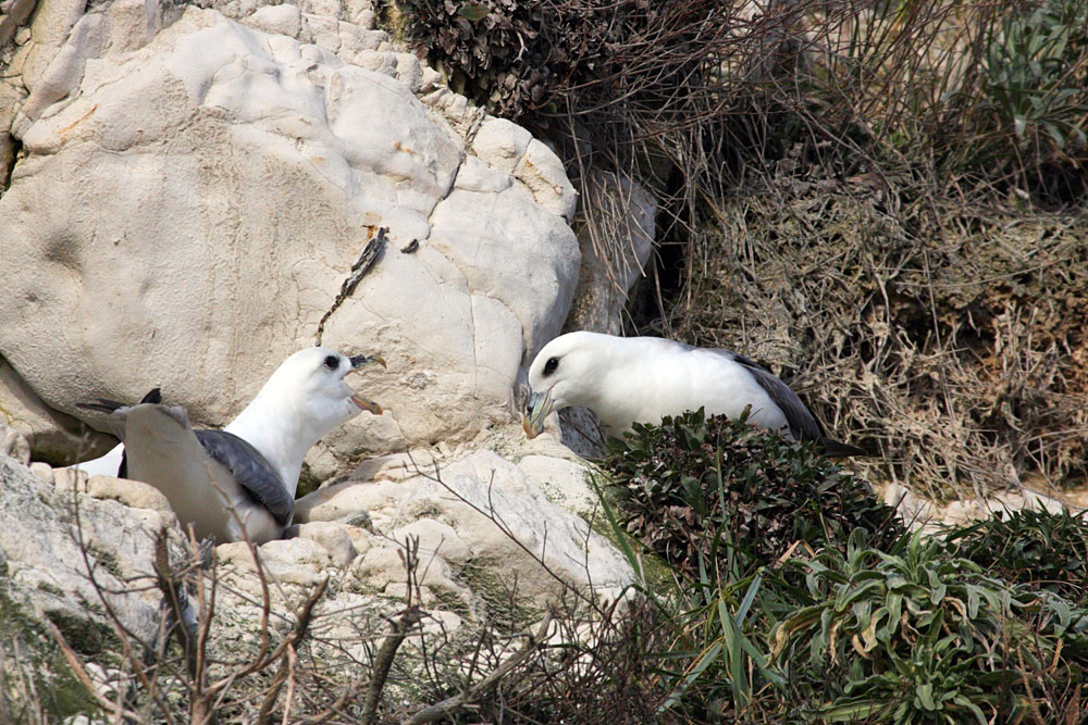 fulmar_0702093364.jpg