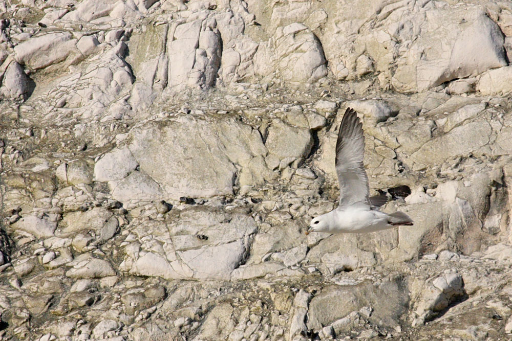 fulmar_0702093419.jpg