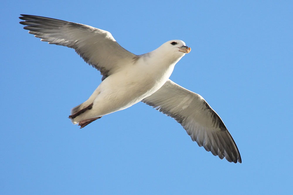 fulmar_0702093449.jpg