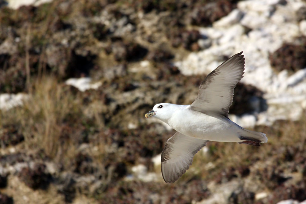 fulmar_0702093458.jpg