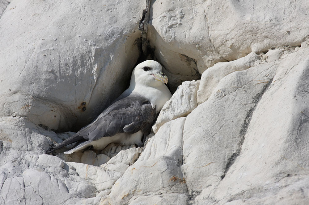fulmar_1304095292.jpg