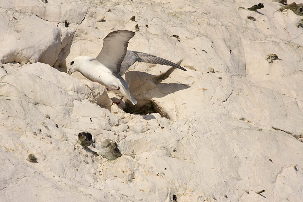 fulmar_1801090070.jpg