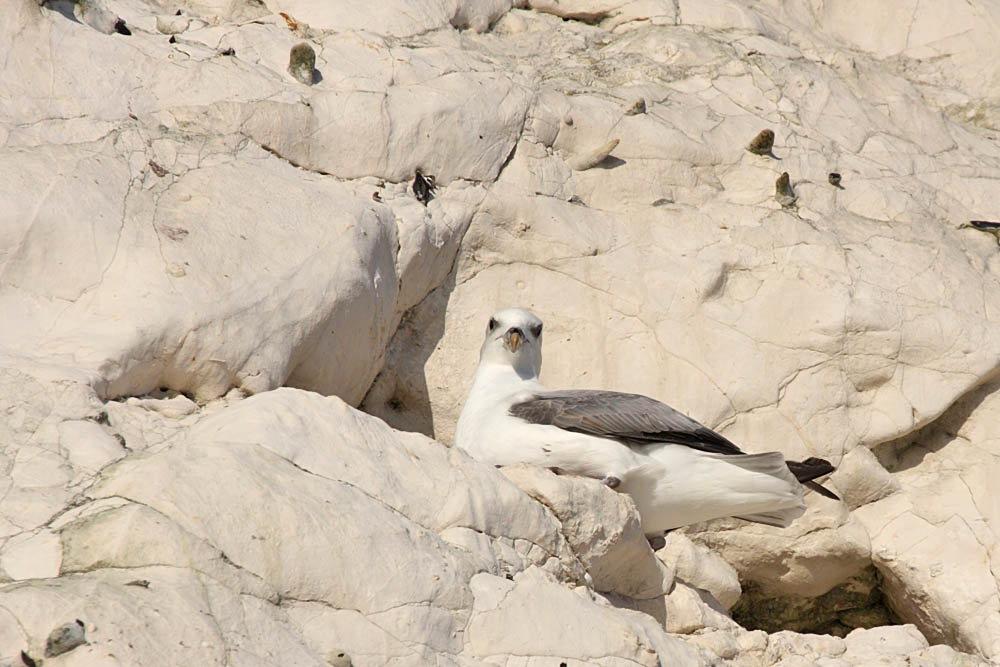 fulmar_1801090074.jpg