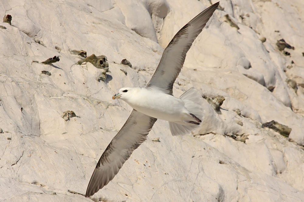 fulmar_1801090076.jpg