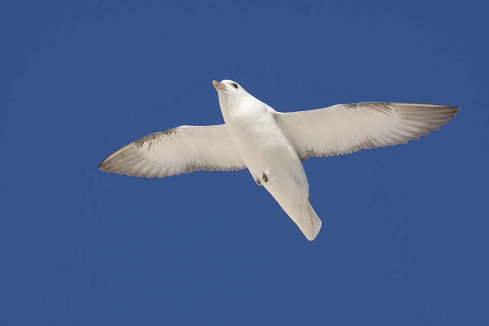 fulmar_1801090084.jpg
