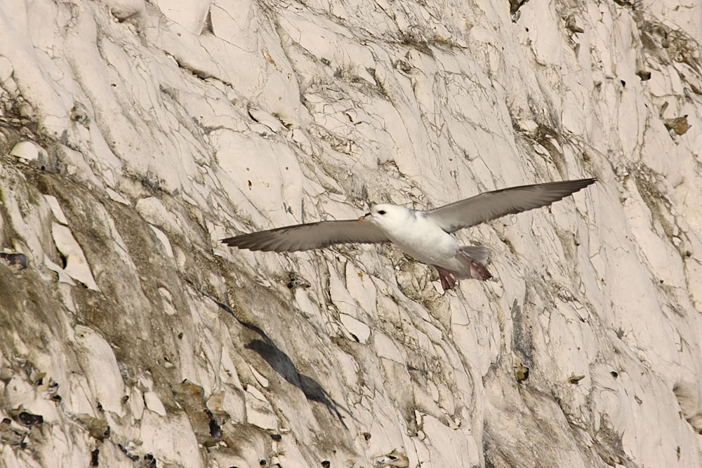 fulmar_1801090090.jpg