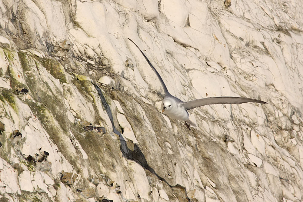 fulmar_1801090092.jpg